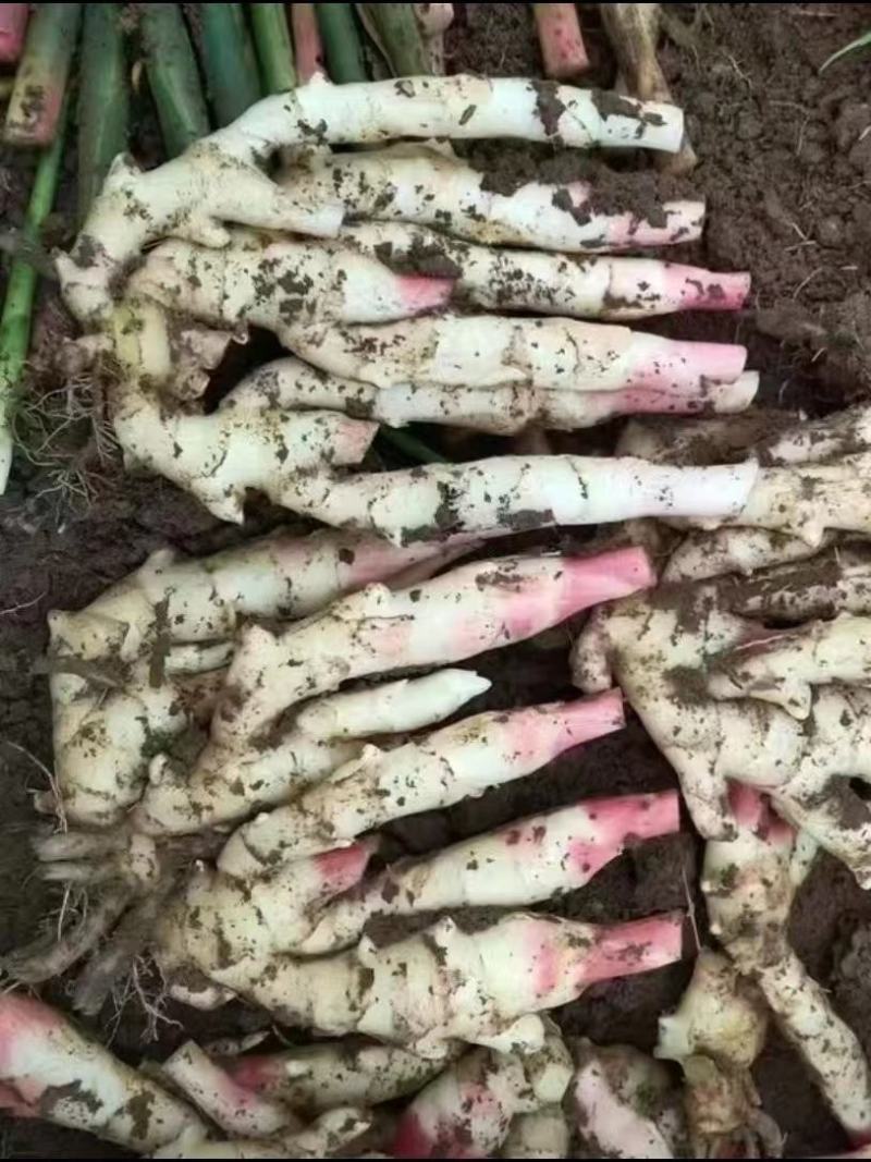 嫩姜大量上市货源充足