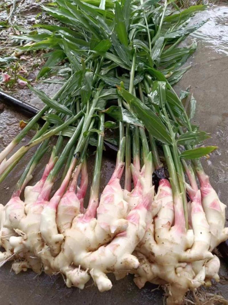 嫩姜大量上市货源充足