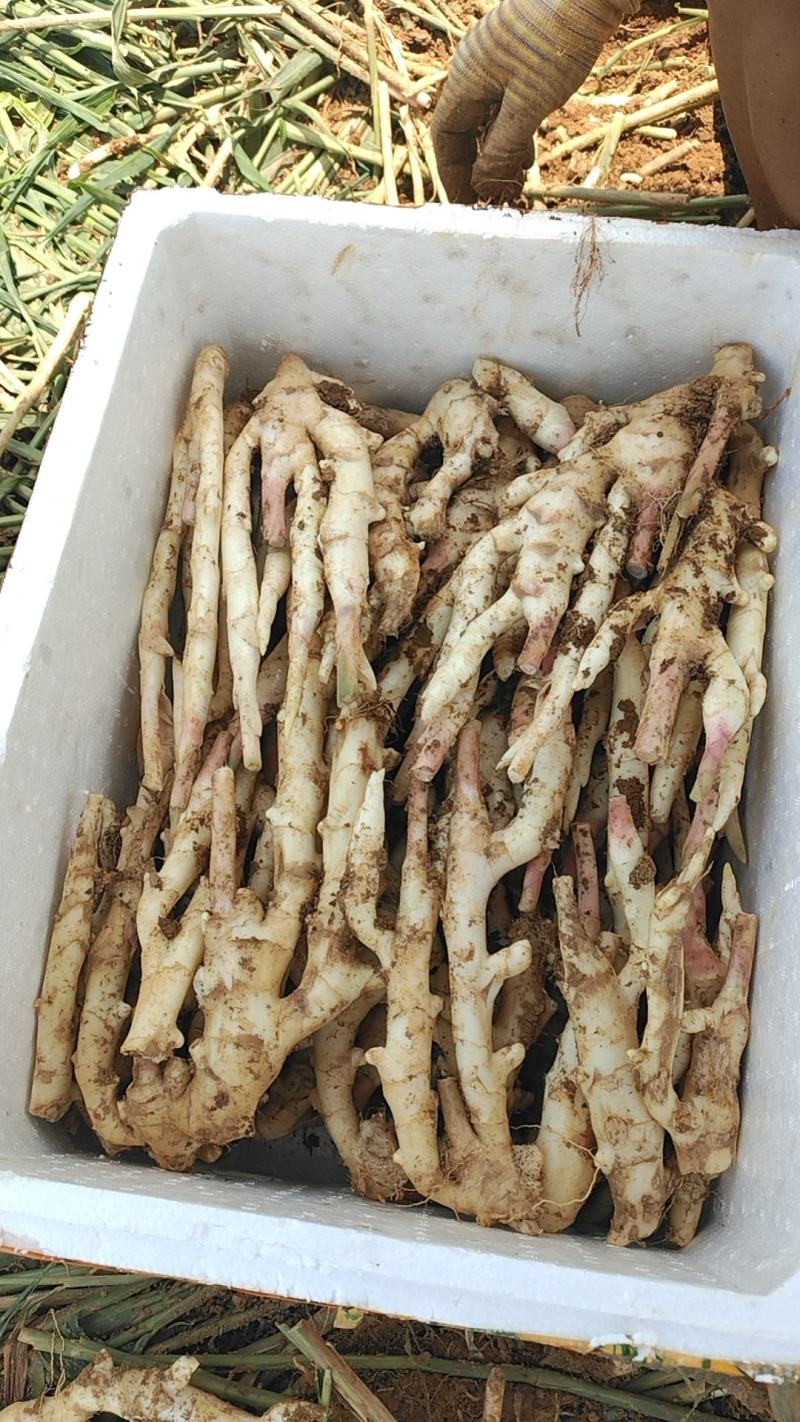 嫩姜大量上市货源充足