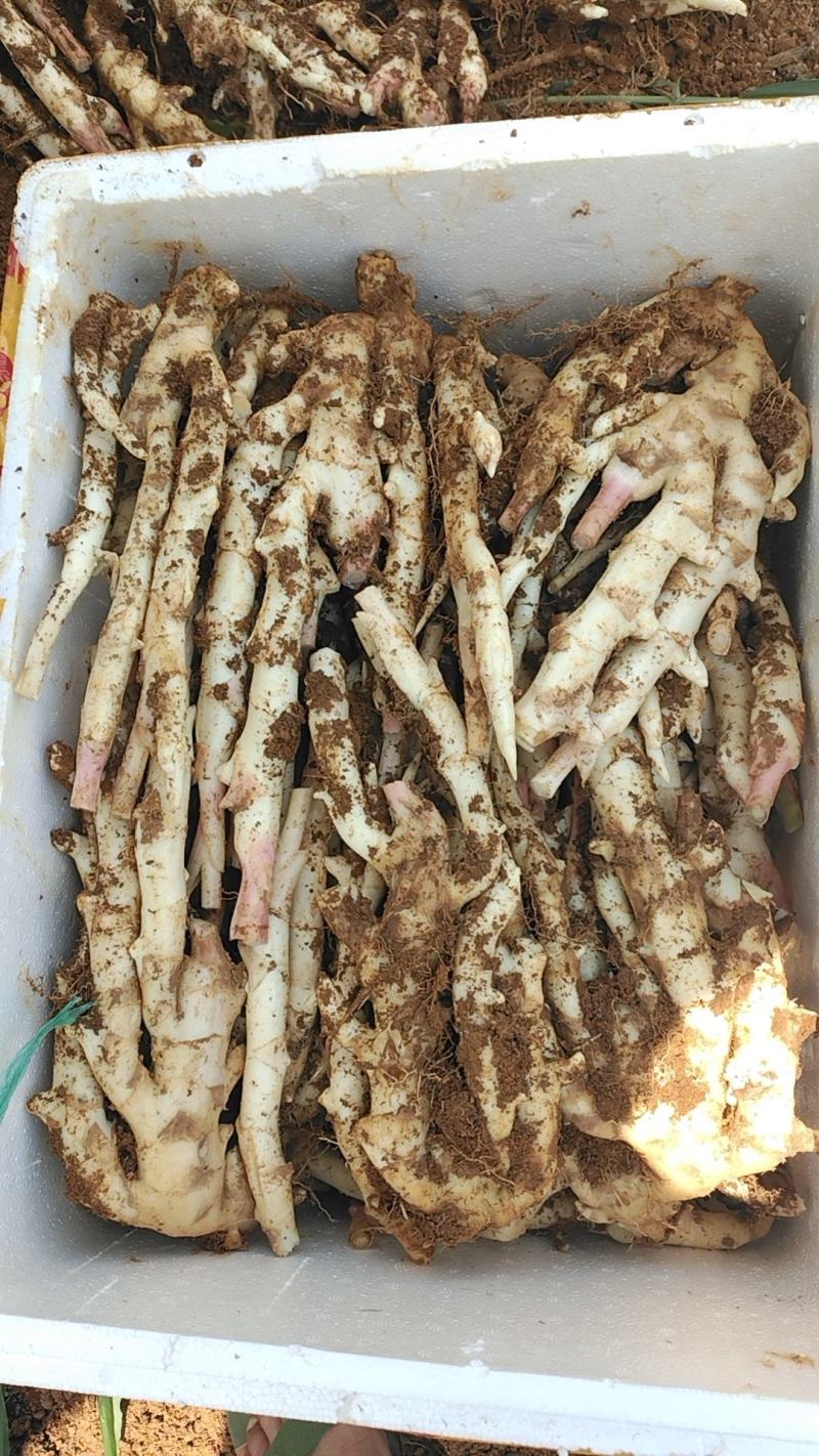嫩姜大量上市货源充足