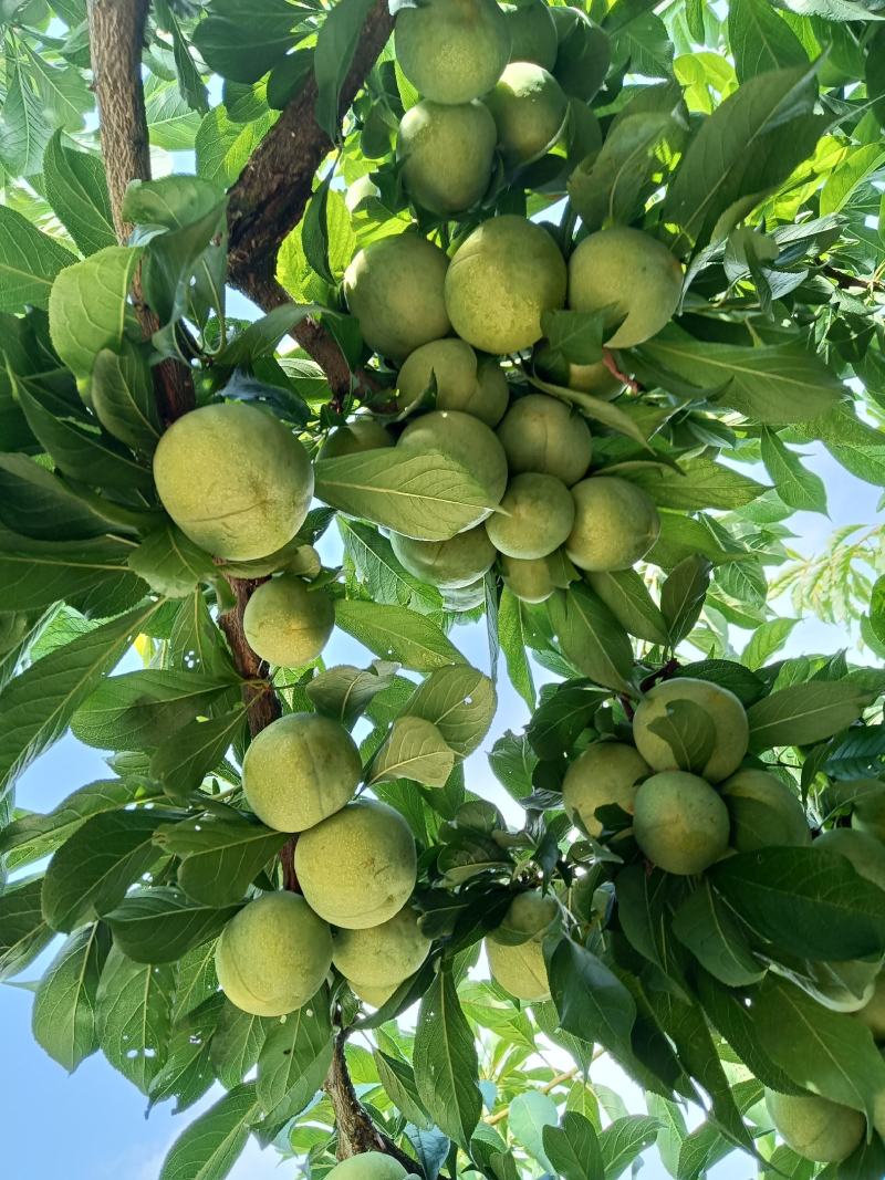 奉节毛坪脆李