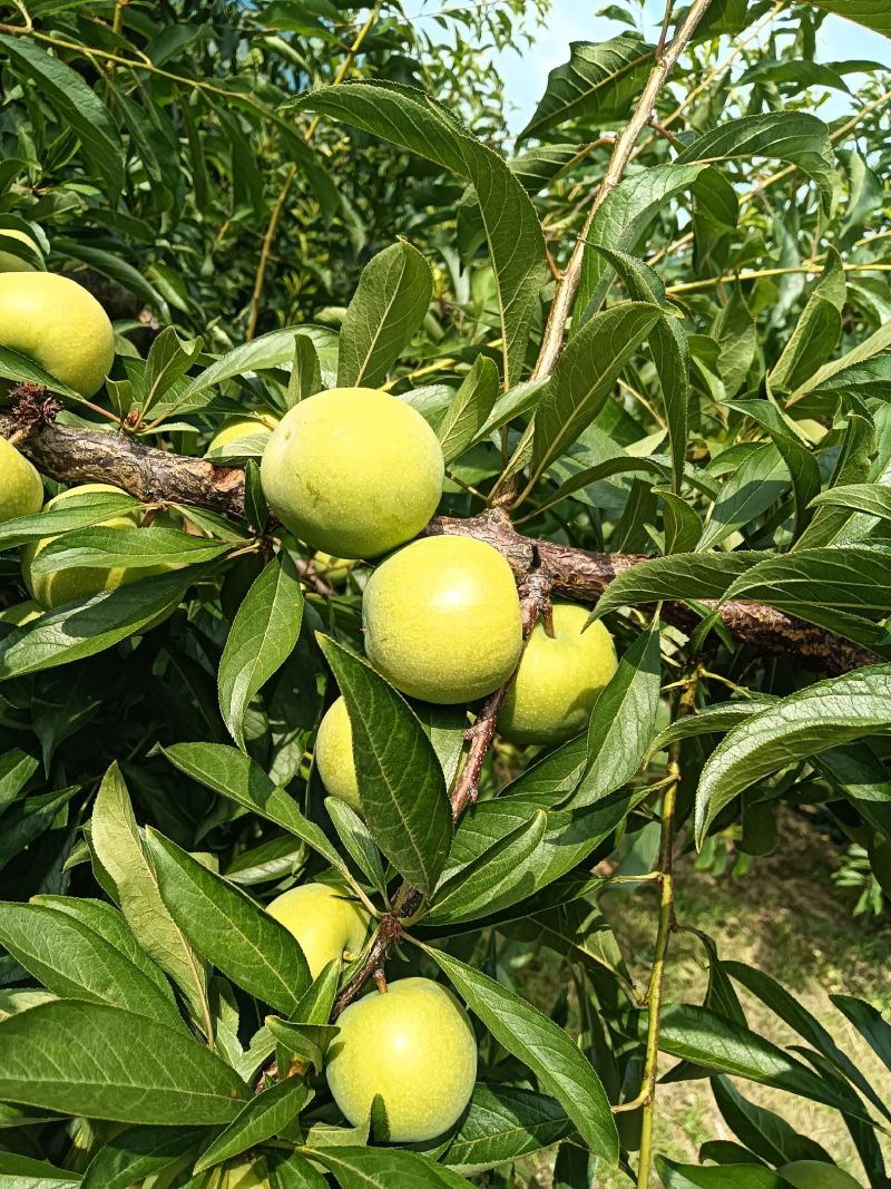 奉节毛坪脆李