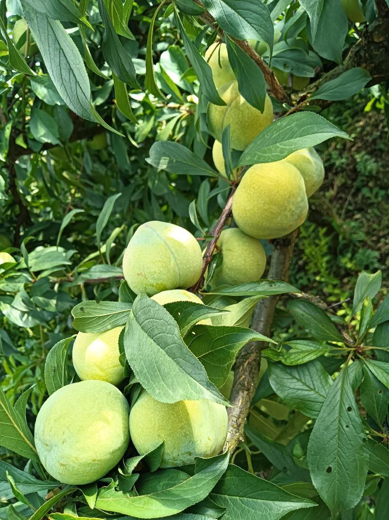 奉节毛坪脆李