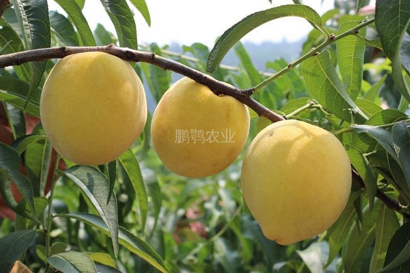 正宗锦绣黄桃一件代发。