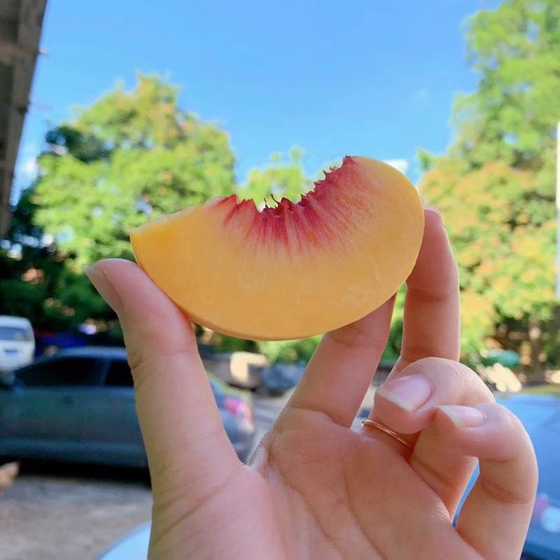 正宗锦绣黄桃一件代发。