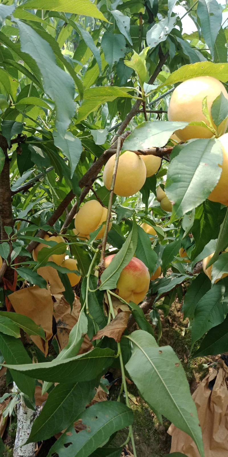 正宗锦绣黄桃一件代发。