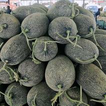 新疆伽师瓜大量供应保质保量新鲜采摘量大从优欢迎咨询