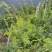 莓茶银藤茶花草茶茶叶广西大瑶山天然生长手工茶