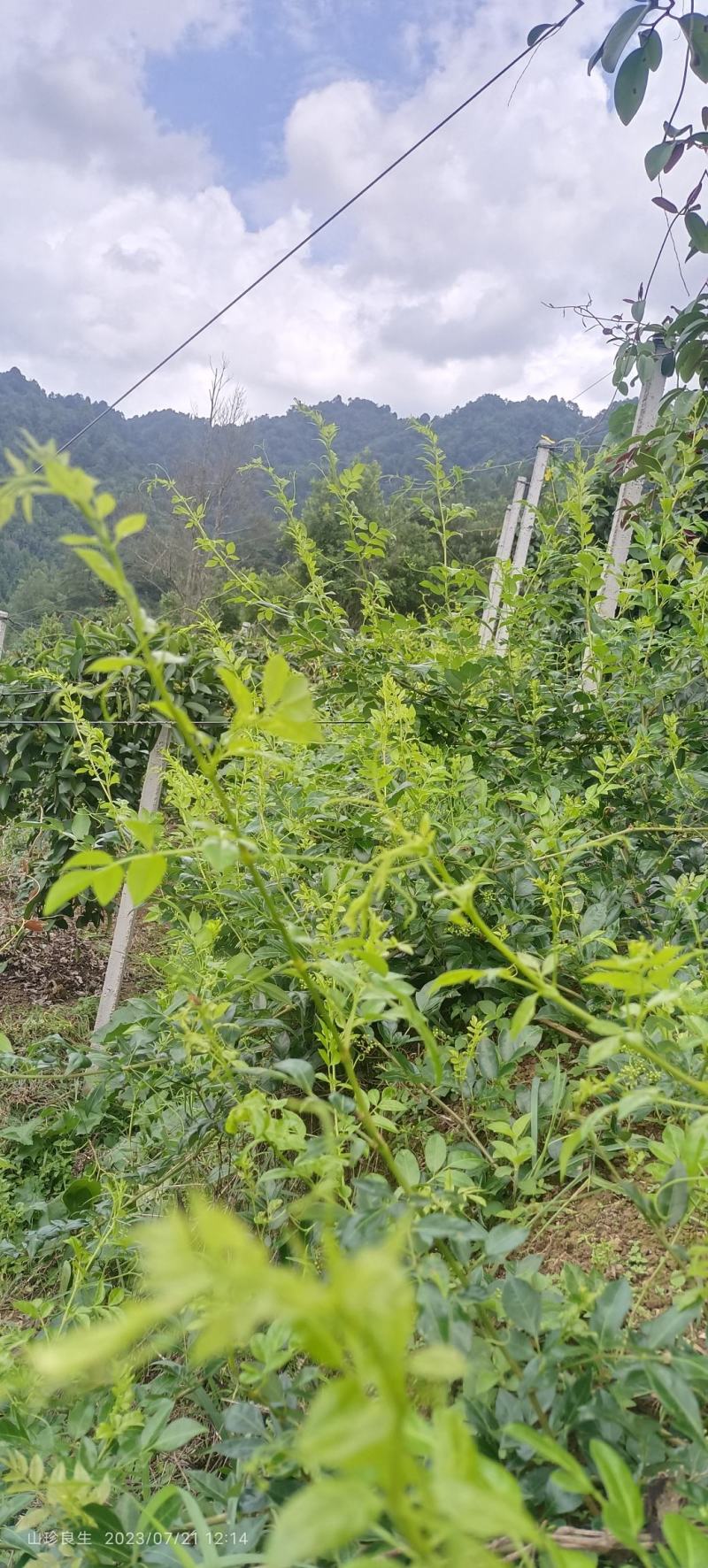 莓茶银藤茶花草茶茶叶广西大瑶山天然生长手工茶