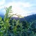 莓茶银藤茶花草茶茶叶广西大瑶山天然生长手工茶