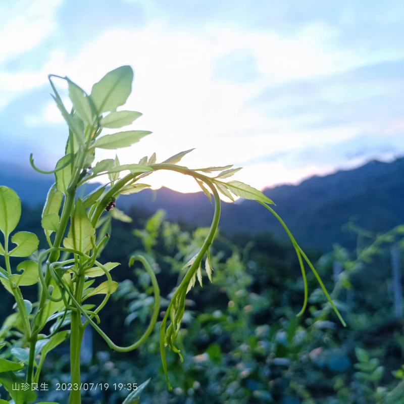莓茶银藤茶花草茶茶叶广西大瑶山天然生长手工茶