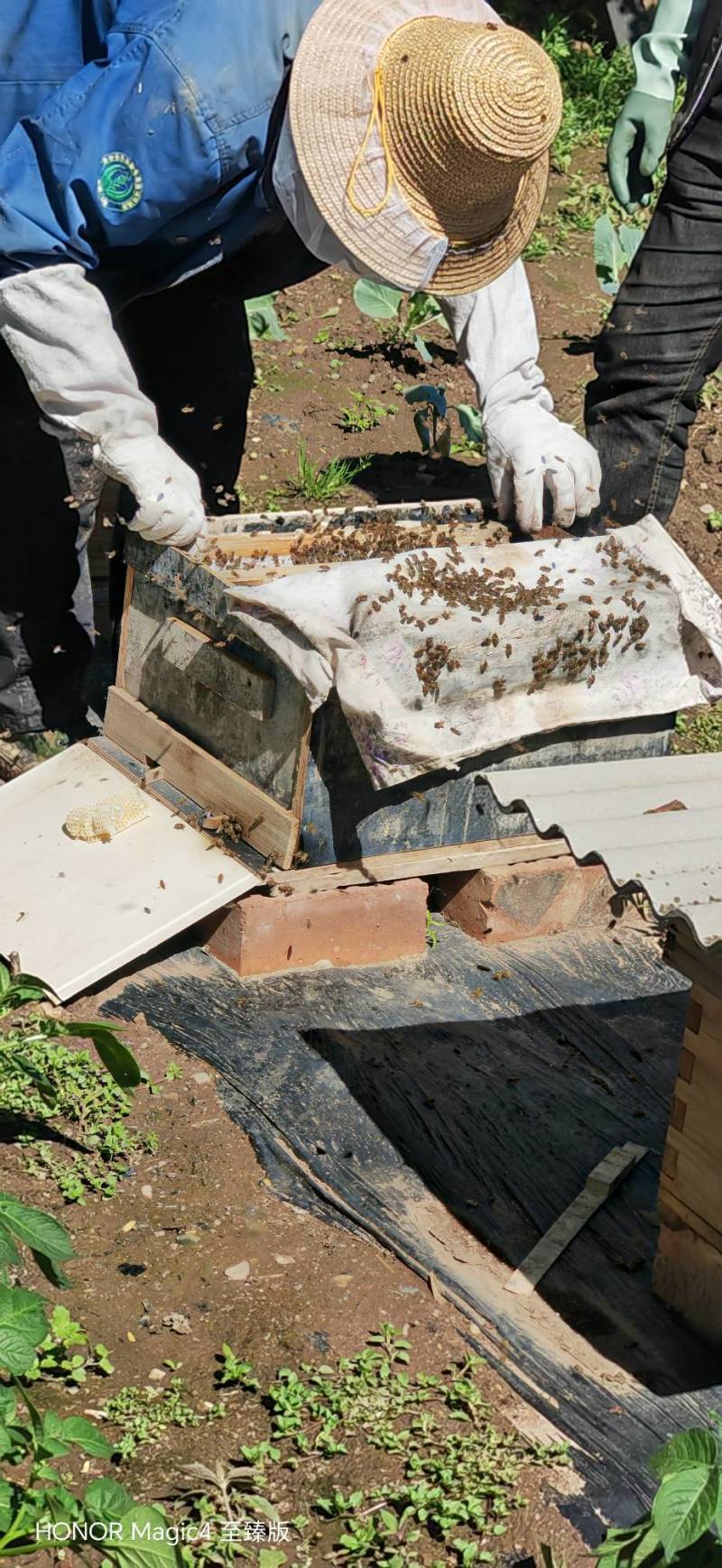 甘肃中蜂蜂蜜，专业养蜂收蜜，质量保证，欢迎咨询