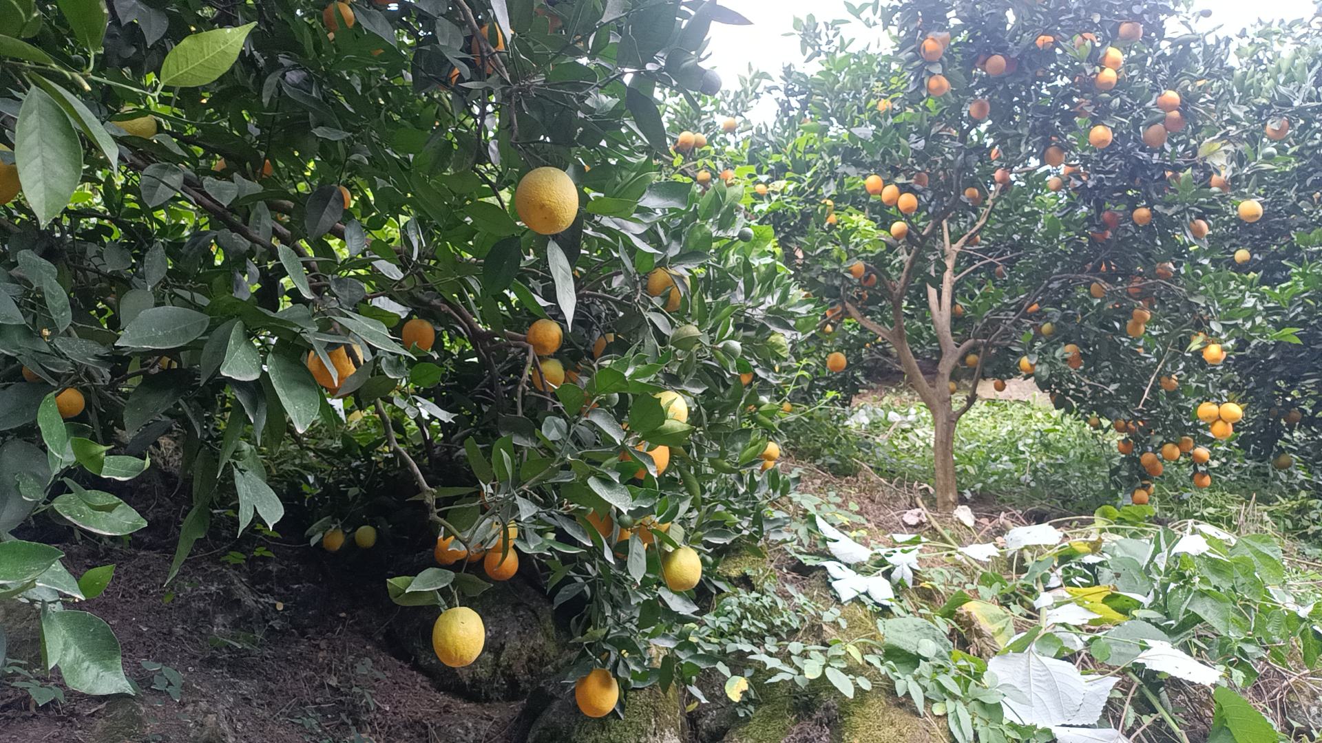 夏橙果园挂果情况