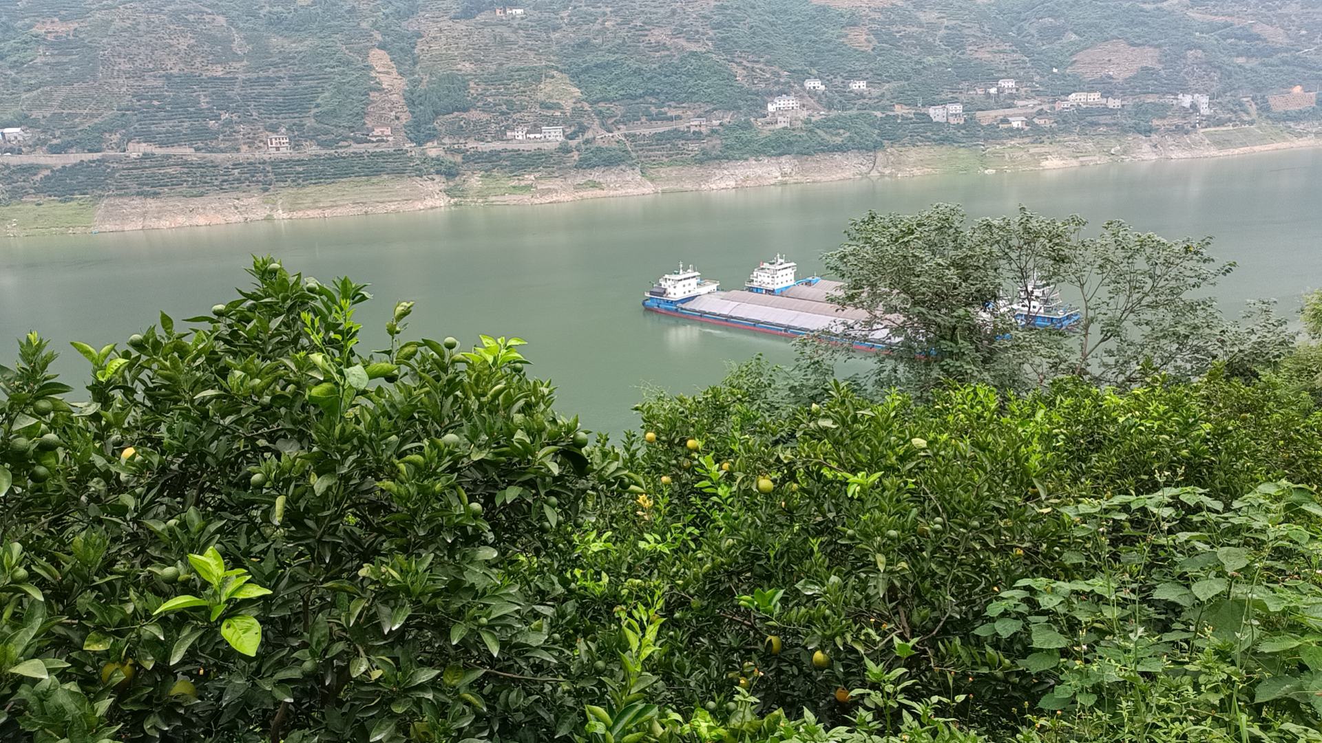 夏橙果园中刚采摘下来的橙子，色泽金黄，果皮光滑，背景为绿意盎然的果园