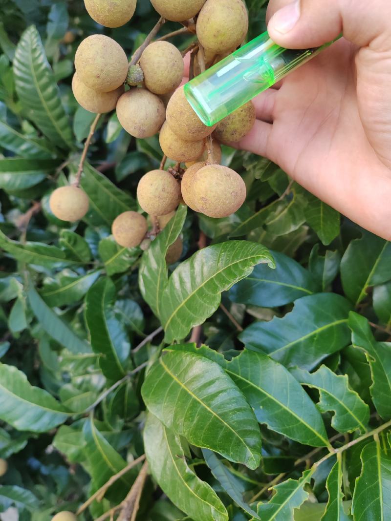 石硖龙眼