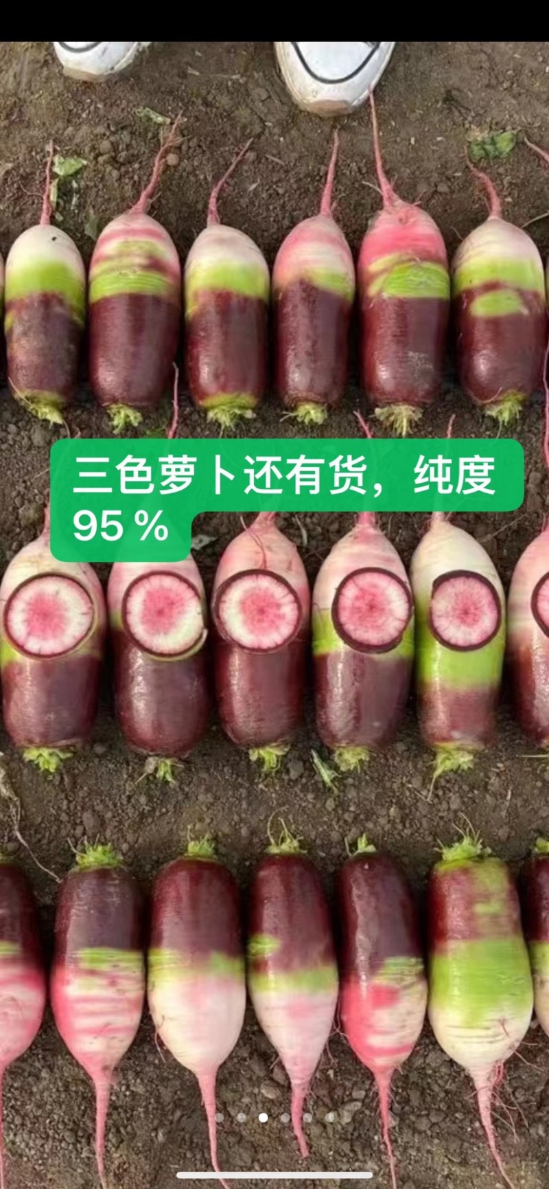 紫龙，彩龙，青龙1号三个水果萝卜种子