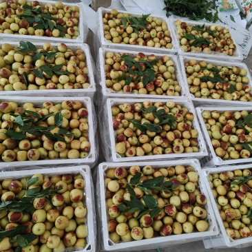 大荔冬枣