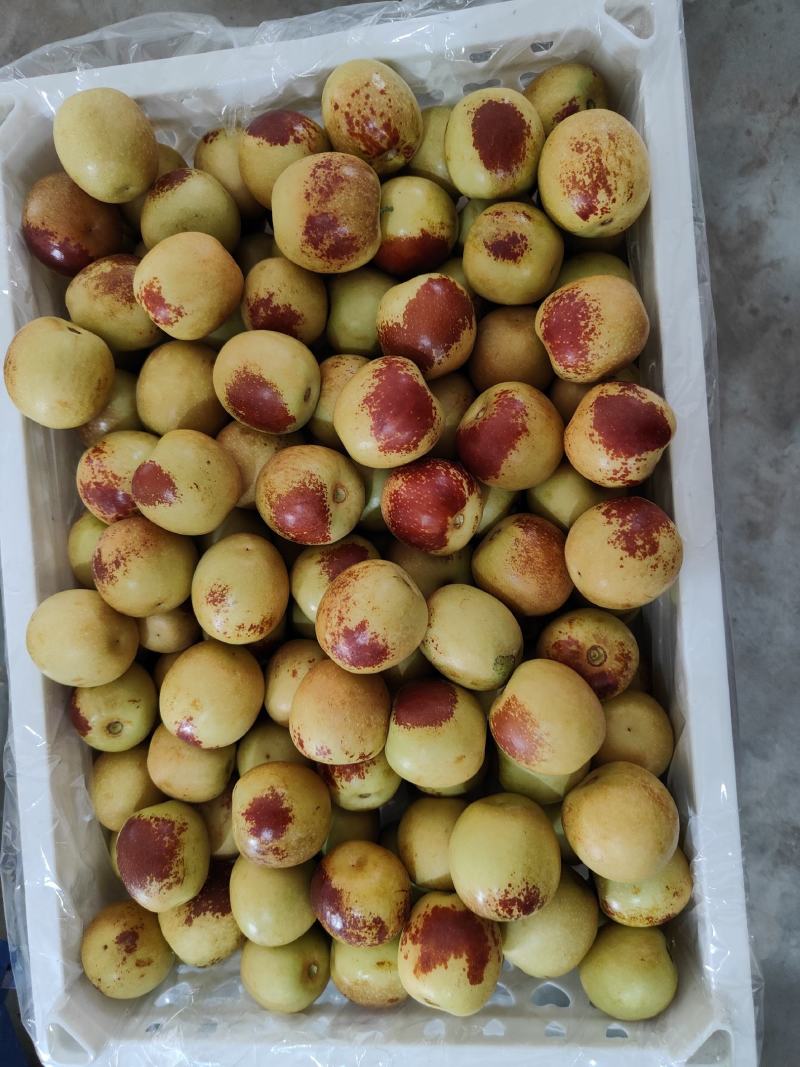 大荔冬枣