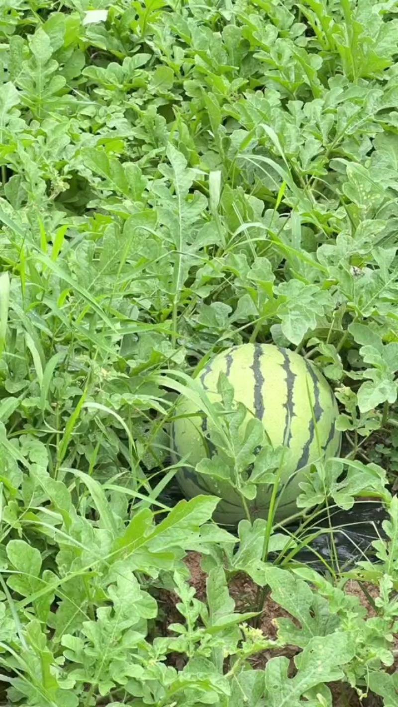 芷江露天麒麟西瓜，皮薄，口感好，品质有保证，价格合理