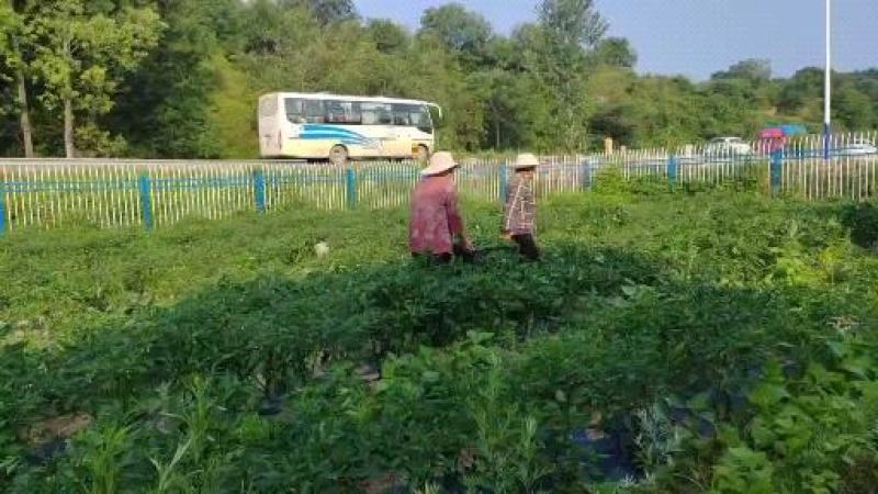 红鲜辣椒产地直发，自产自销，一条龙服务，有需要的与我联系