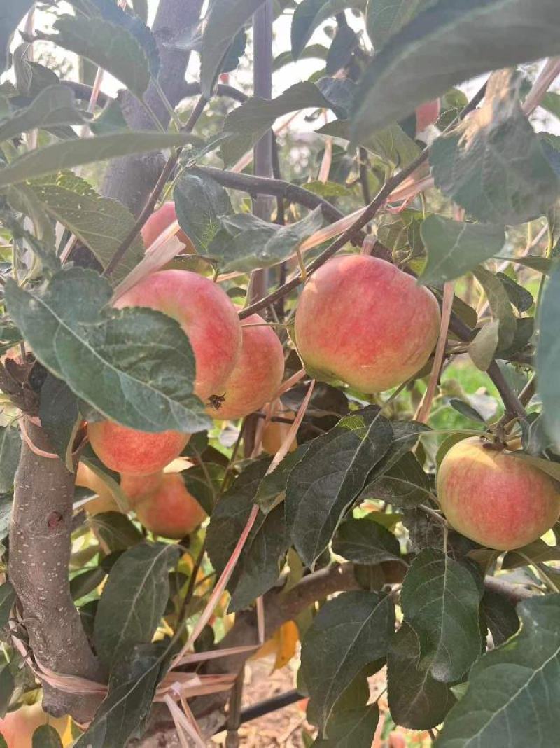 早熟苹果红露苹果，美八苹果红将军大量供应价格便宜