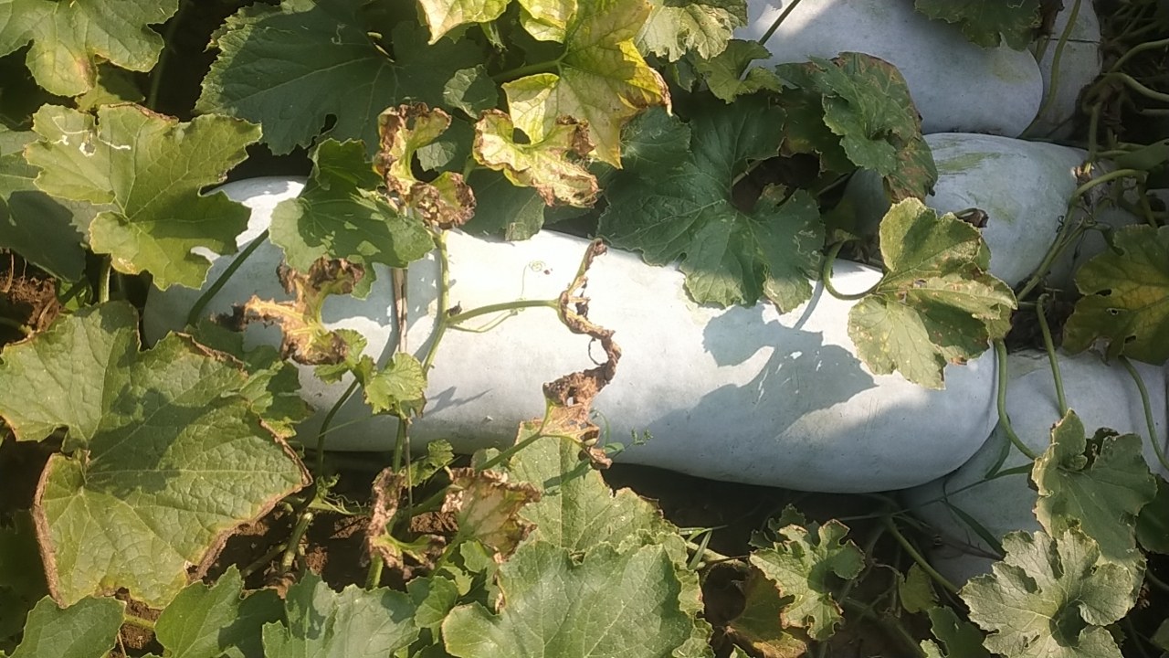 白梨瓜切开展示果肉