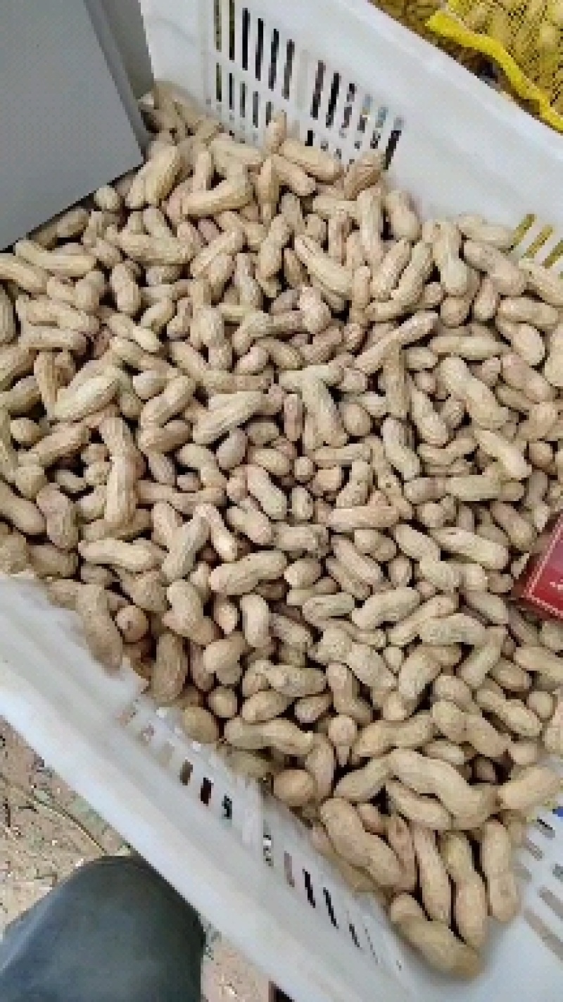 沙土地大白沙，电商市场。颗粒饱满精品大白沙