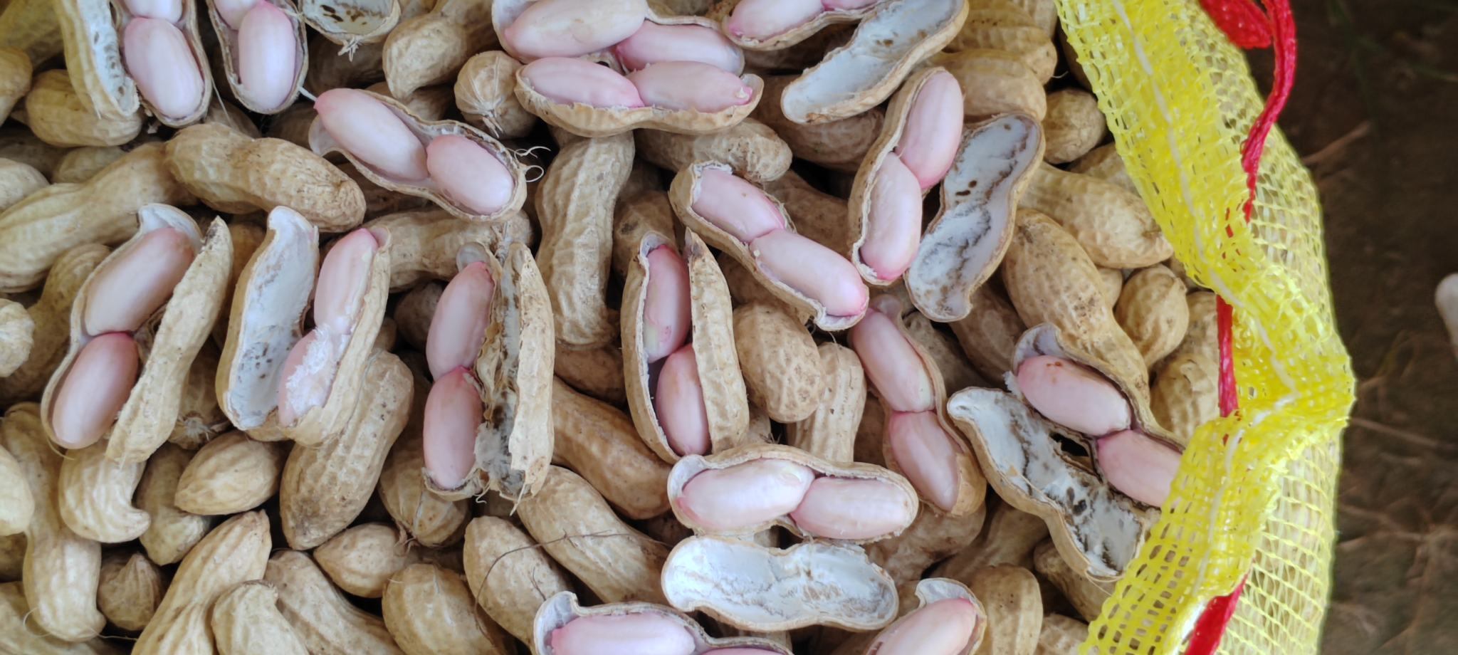 干花生与泡发后花生对比图