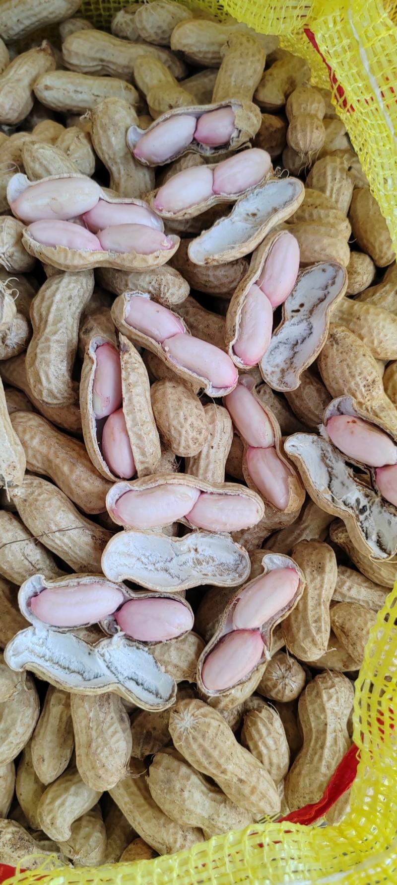 沙土地大白沙，电商市场。颗粒饱满精品大白沙