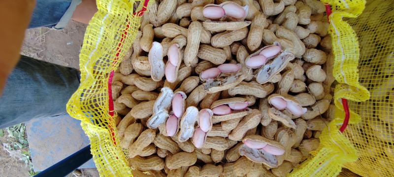 沙土地大白沙，电商市场。颗粒饱满精品大白沙