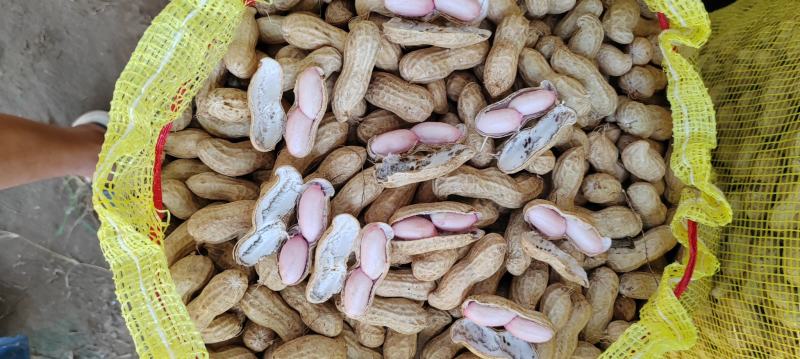 沙土地大白沙，电商市场。颗粒饱满精品大白沙