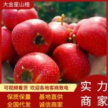 昌邑市精品大金星山楂产地批发品质保证现摘现发