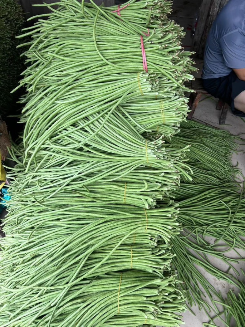 长豆角，精品长干豆，基地货常年供应。保质保量。