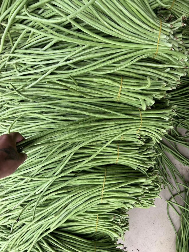 长豆角，精品长干豆，基地货常年供应。保质保量。