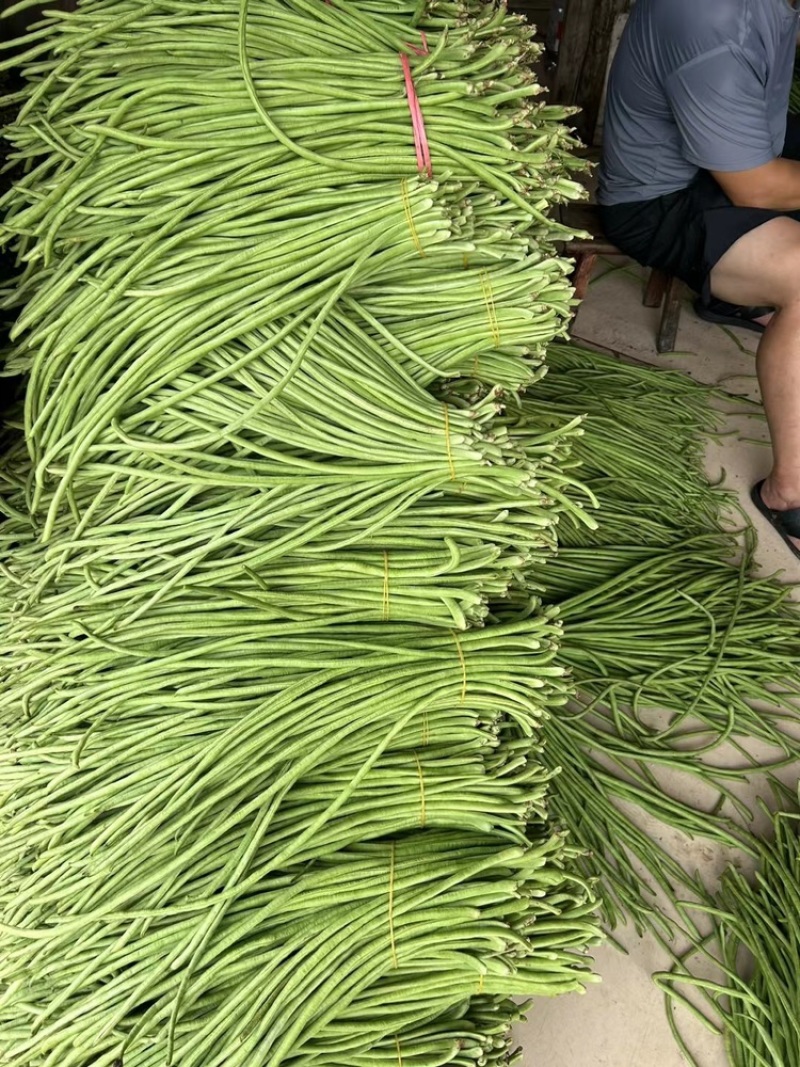 长豆角，精品长干豆，基地货常年供应。保质保量。