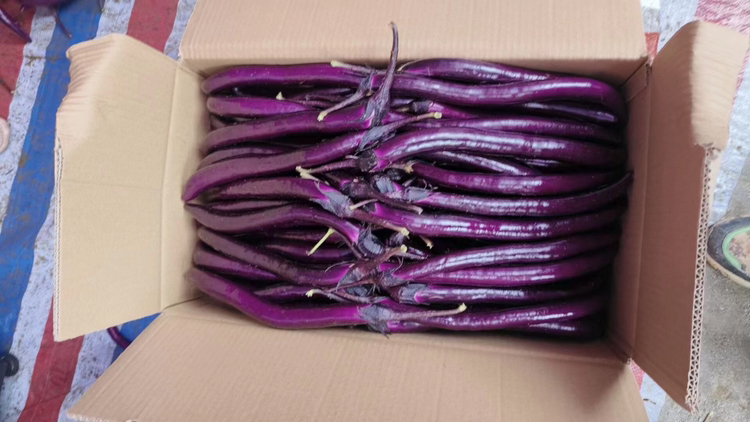 绿库茄子与紫库茄子市场销售数据柱状图