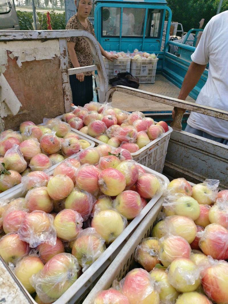 美八苹果【冠唐果品应季水果供应链:对接电商团购、批发】