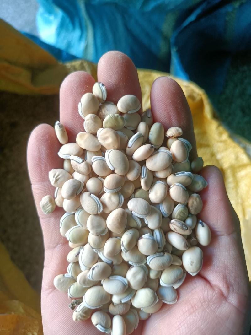 药材白扁豆