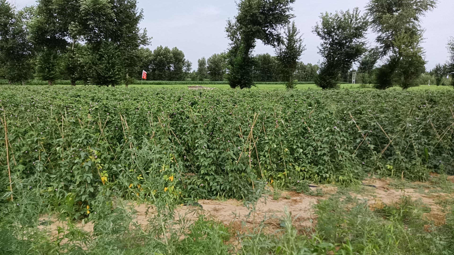 一片整齐排列的扁豆树种植园,农民正在田间劳作,远处可见成熟的绿扁豆荚挂在枝头 扁豆树种植园实景图