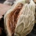 大腹皮中药材大复皮大复毛槟榔皮茯毛槟榔壳大腹绒大毛