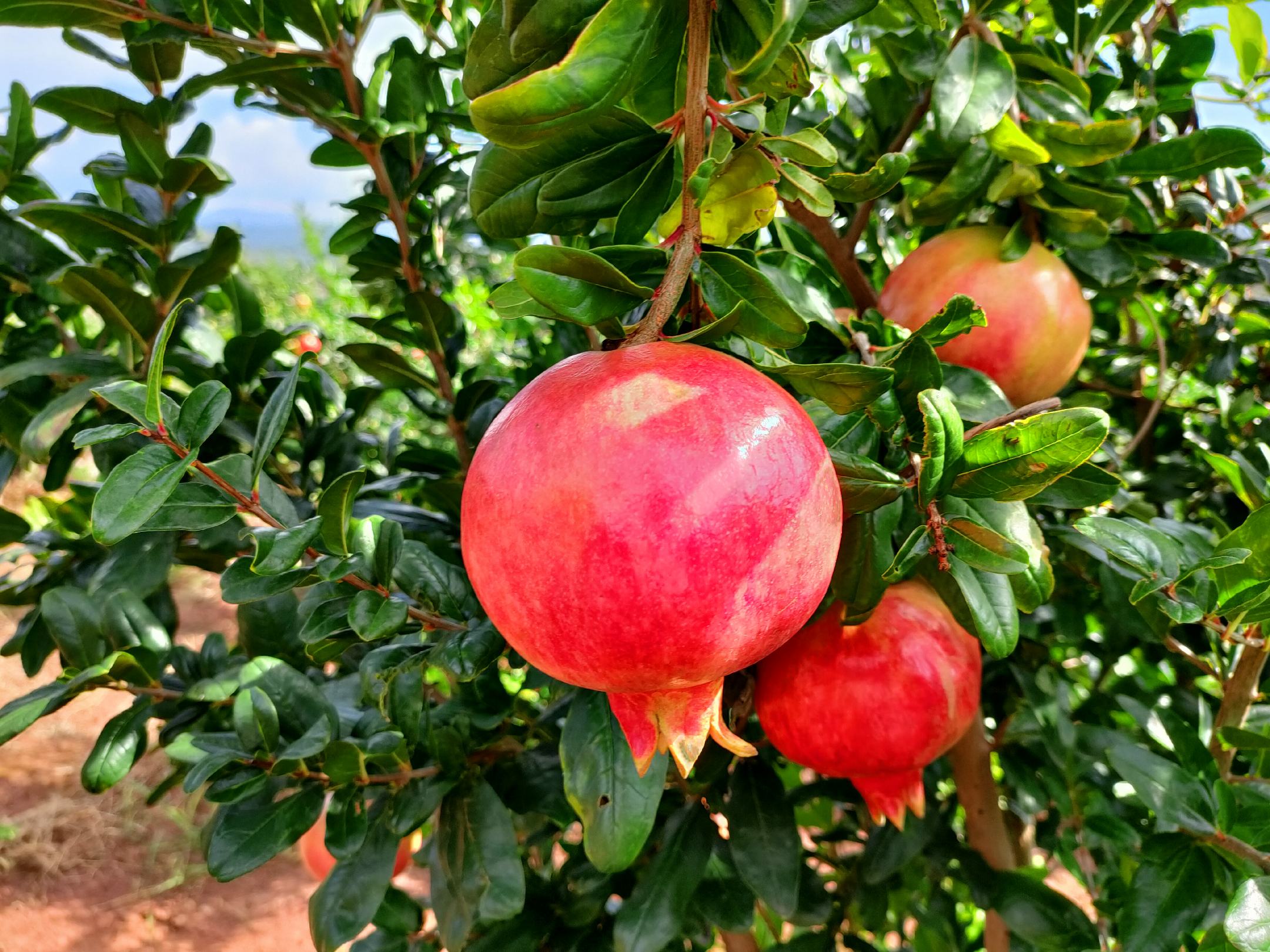 一颗成熟的突尼斯软籽石榴,果皮呈粉红色至紫红色,表面光滑无裂纹,果实呈近球形,横切面可见晶莹剔透的红色籽粒紧密排列,种皮柔软透明,背景为田园果园环境 突尼斯软籽石榴果实特写
