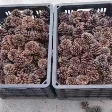 贵州松果