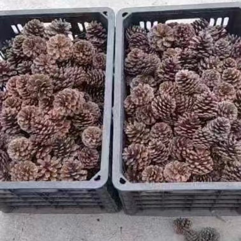 贵州松果
