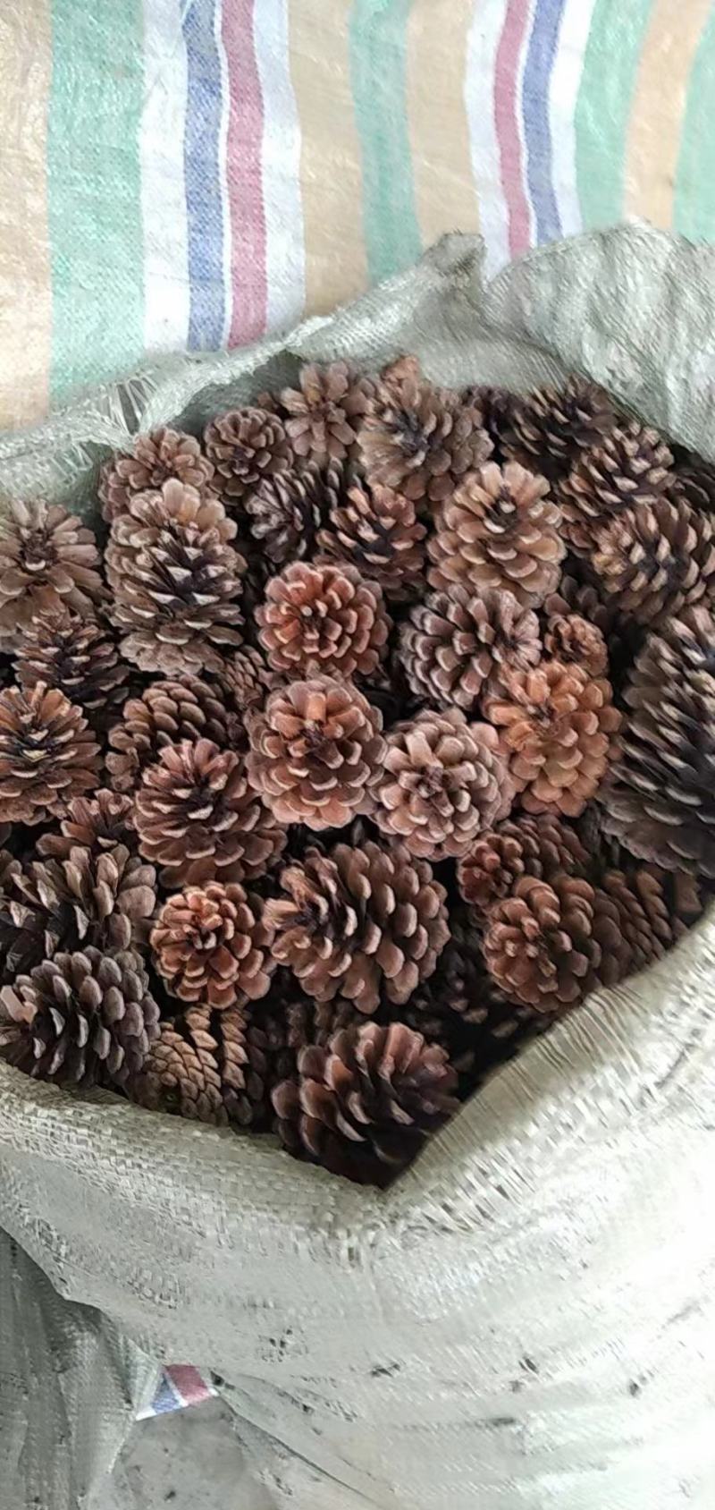 贵州松果