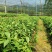 苗圃直供:八角实生苗，大红八角嫁接苗，一手货源。。。