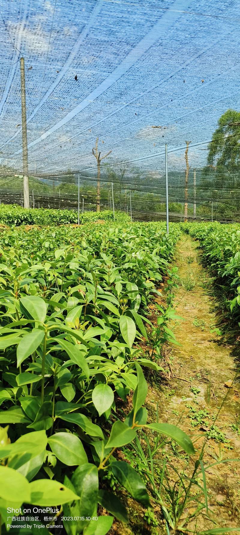 苗圃直供:八角实生苗，大红八角嫁接苗，一手货源。。。