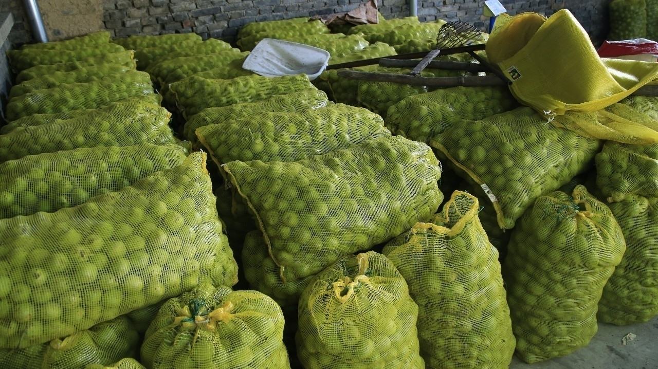 展示工业级青皮核桃脱皮设备,包括浸泡池、脱皮机和清洗装置 氢氧化钠溶液脱皮设备示意图