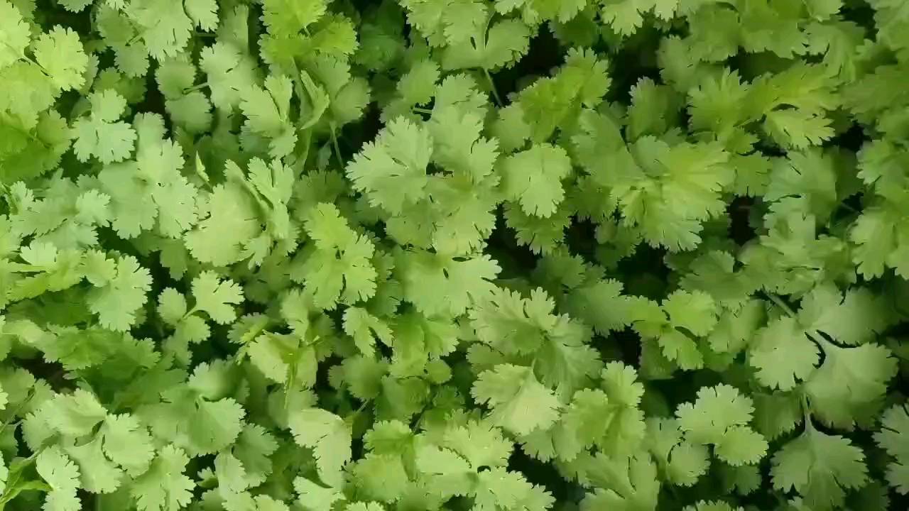 香菜植株与叶片特写