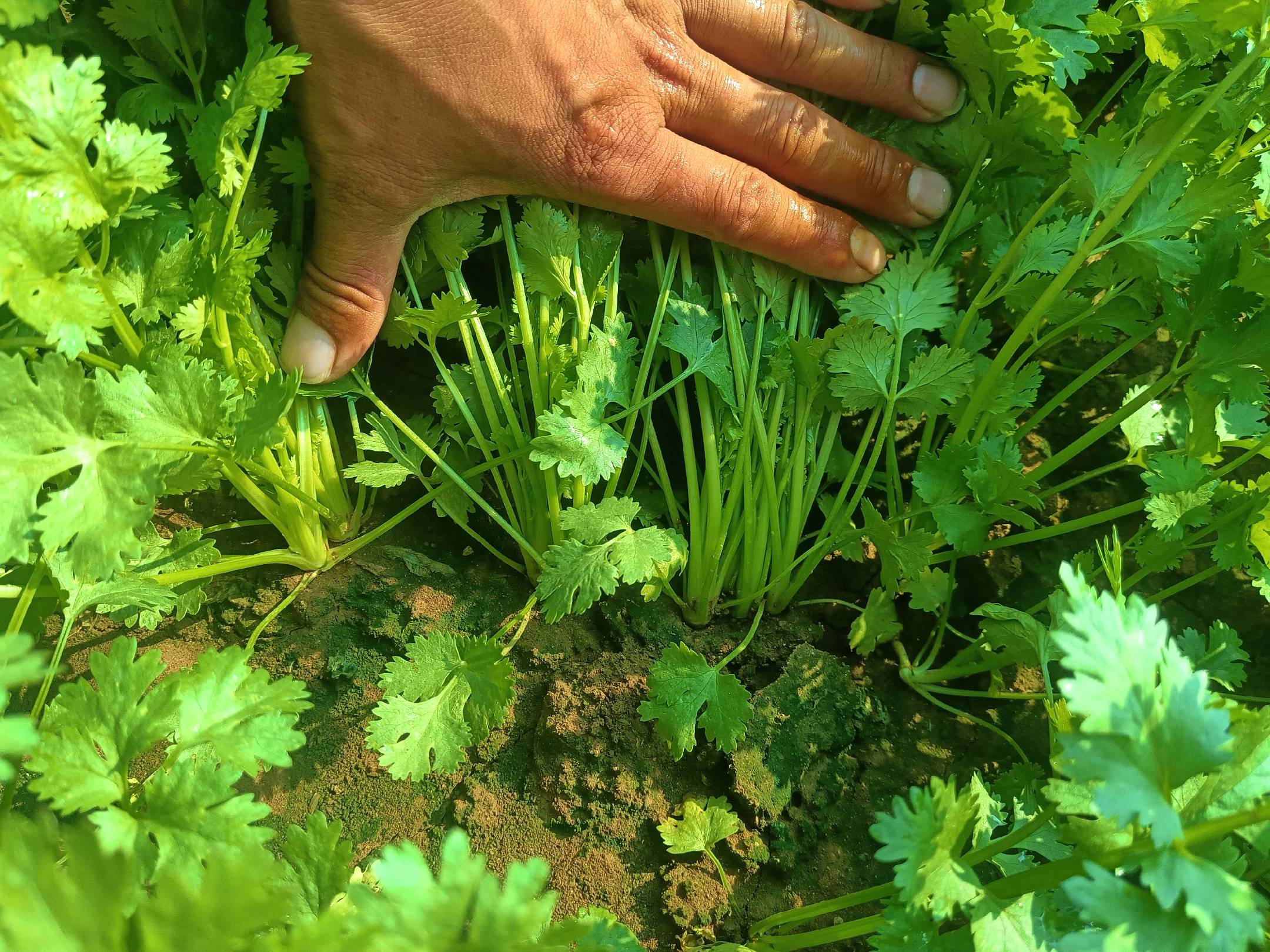 香菜幼苗与成熟植株对比图,展示从三叶阶段到羽状叶的变化 香菜幼苗与成熟植株对比