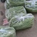 精品长豆角大量，欢迎来老板采购！